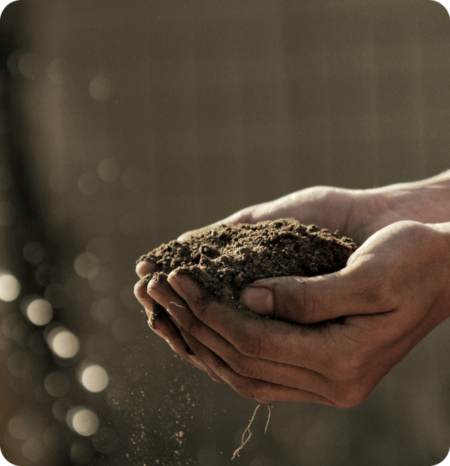 Die passenden Pflanzen für Deinen Garten